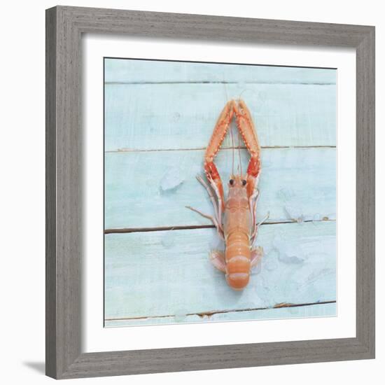 Dublin Bay Prawn (Scampo)-Koops Holsten-Framed Photographic Print