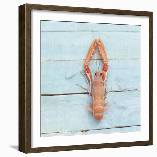 Dublin Bay Prawn (Scampo)-Koops Holsten-Framed Photographic Print