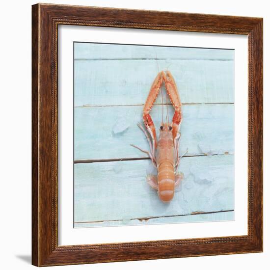 Dublin Bay Prawn (Scampo)-Koops Holsten-Framed Photographic Print