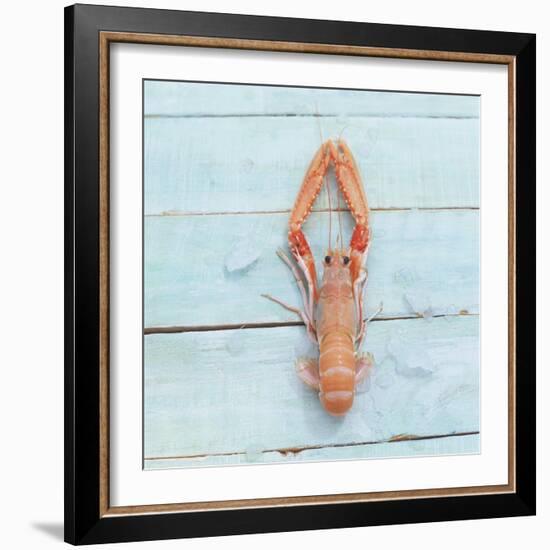 Dublin Bay Prawn (Scampo)-Koops Holsten-Framed Photographic Print