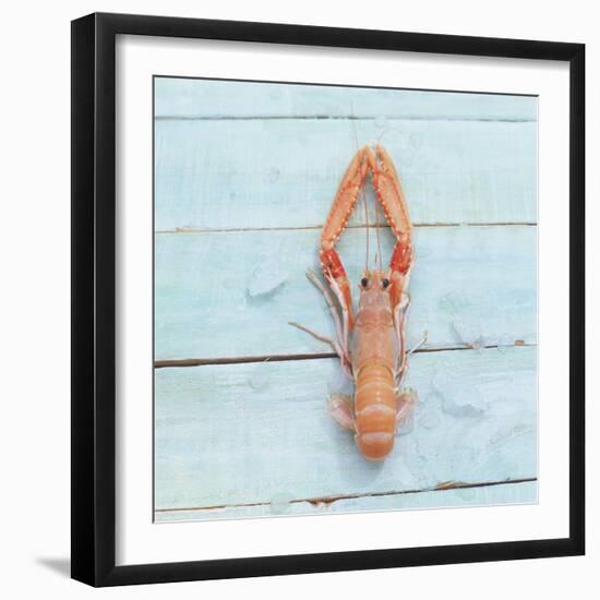 Dublin Bay Prawn (Scampo)-Koops Holsten-Framed Photographic Print