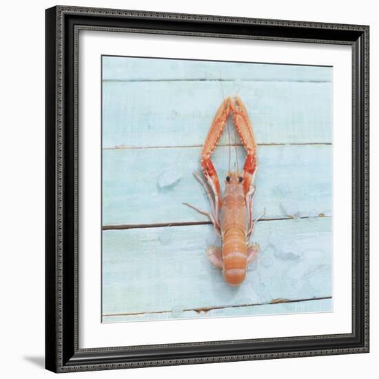 Dublin Bay Prawn (Scampo)-Koops Holsten-Framed Photographic Print