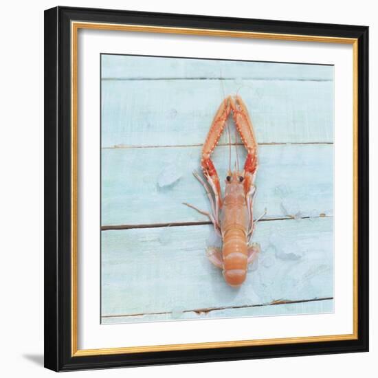 Dublin Bay Prawn (Scampo)-Koops Holsten-Framed Photographic Print