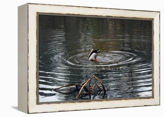 Duck Diving into Pond-null-Framed Stretched Canvas