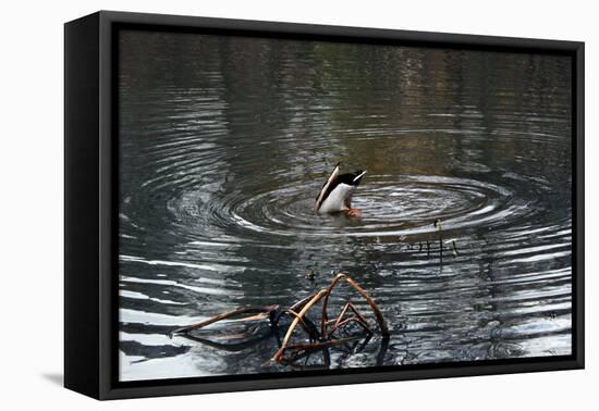 Duck Diving into Pond-null-Framed Stretched Canvas