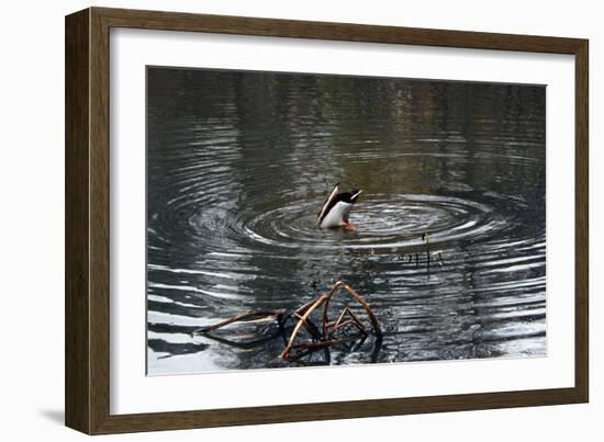 Duck Diving into Pond-null-Framed Photo