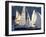 Duck Dodge Sailboat Race, Lake Union, Seattle, Washington, USA-William Sutton-Framed Photographic Print