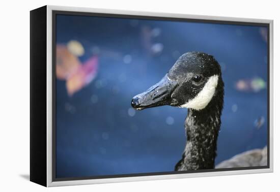 Duck in Profile-null-Framed Stretched Canvas