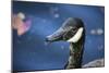 Duck in Profile-null-Mounted Photo