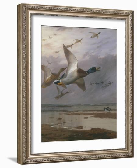 Duck Rising-Archibald Thorburn-Framed Giclee Print