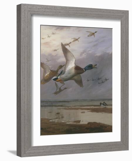 Duck Rising-Archibald Thorburn-Framed Giclee Print