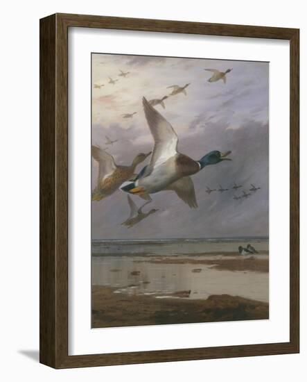 Duck Rising-Archibald Thorburn-Framed Giclee Print