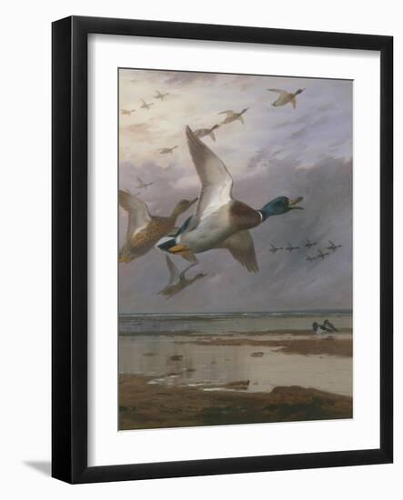 Duck Rising-Archibald Thorburn-Framed Giclee Print