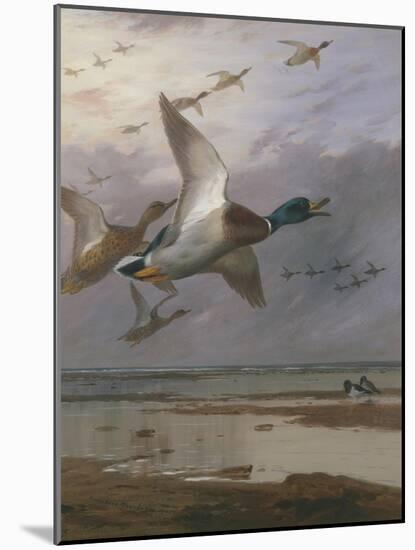 Duck Rising-Archibald Thorburn-Mounted Giclee Print