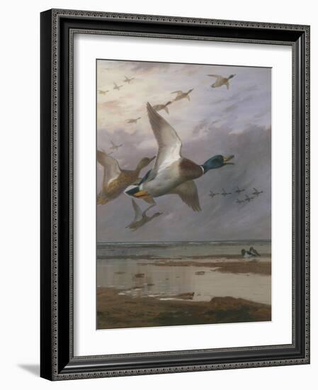 Duck Rising-Archibald Thorburn-Framed Giclee Print
