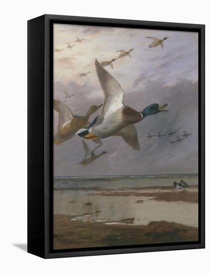 Duck Rising-Archibald Thorburn-Framed Premier Image Canvas