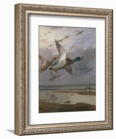 Duck Rising-Archibald Thorburn-Framed Giclee Print