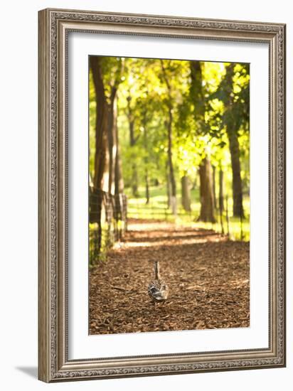 Duck Walk-Karyn Millet-Framed Photographic Print