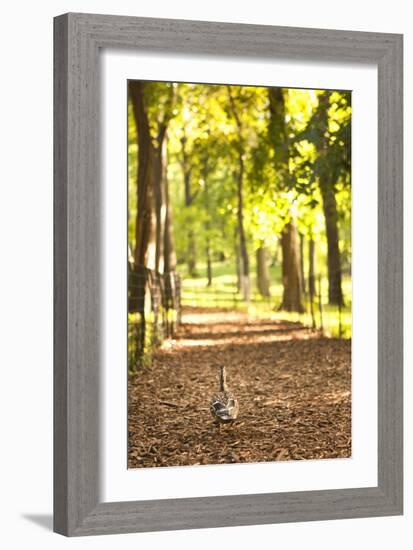 Duck Walk-Karyn Millet-Framed Photographic Print