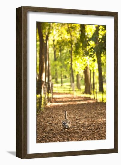 Duck Walk-Karyn Millet-Framed Photographic Print