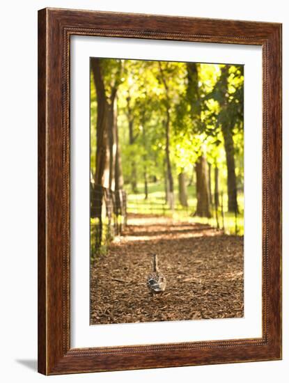 Duck Walk-Karyn Millet-Framed Photographic Print