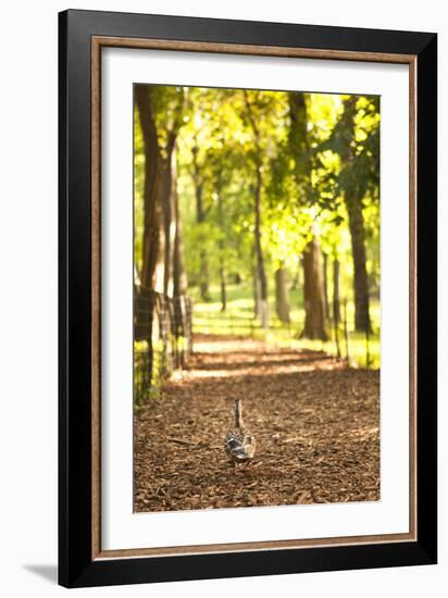 Duck Walk-Karyn Millet-Framed Photographic Print