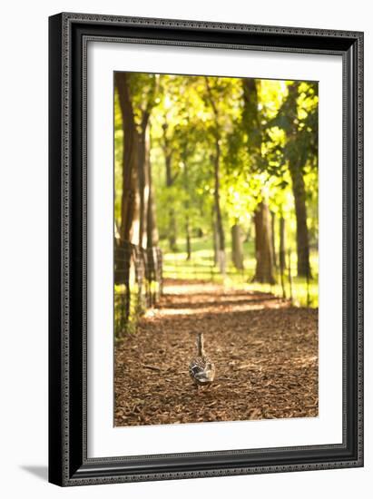 Duck Walk-Karyn Millet-Framed Photographic Print