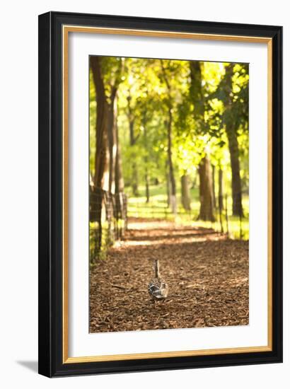 Duck Walk-Karyn Millet-Framed Photographic Print