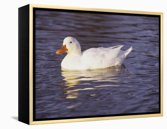 Duck-Lauree Feldman-Framed Premier Image Canvas