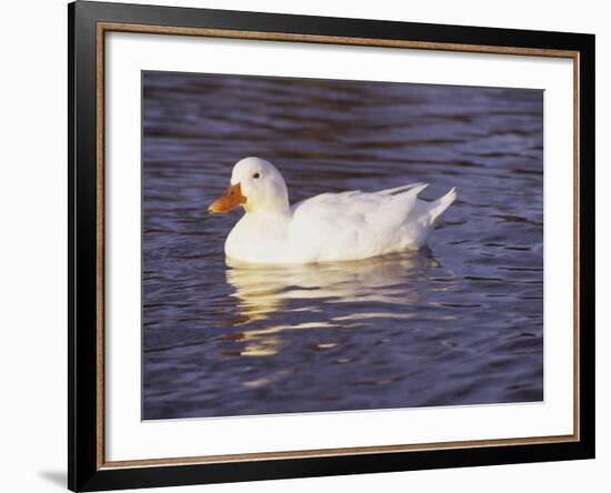 Duck-Lauree Feldman-Framed Photographic Print