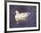 Duck-Lauree Feldman-Framed Photographic Print