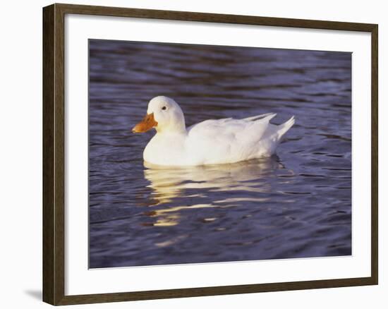 Duck-Lauree Feldman-Framed Photographic Print