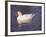 Duck-Lauree Feldman-Framed Photographic Print