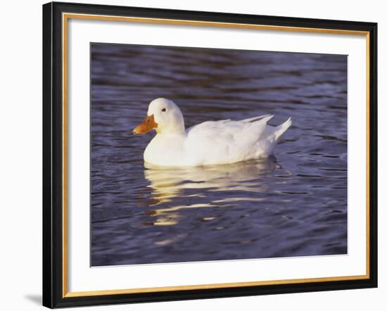 Duck-Lauree Feldman-Framed Photographic Print