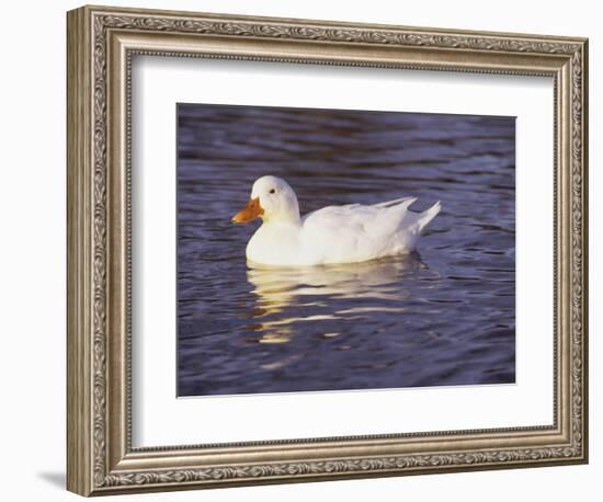 Duck-Lauree Feldman-Framed Photographic Print