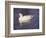 Duck-Lauree Feldman-Framed Photographic Print