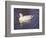 Duck-Lauree Feldman-Framed Photographic Print