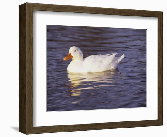 Duck-Lauree Feldman-Framed Photographic Print