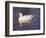 Duck-Lauree Feldman-Framed Photographic Print