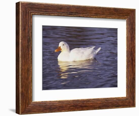 Duck-Lauree Feldman-Framed Photographic Print