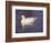 Duck-Lauree Feldman-Framed Photographic Print