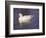 Duck-Lauree Feldman-Framed Photographic Print