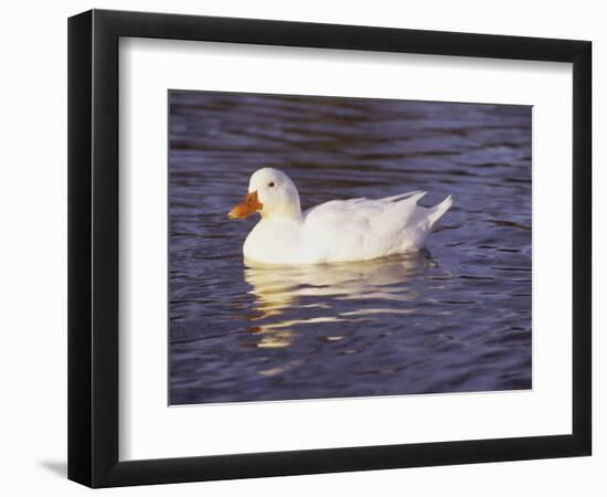 Duck-Lauree Feldman-Framed Photographic Print