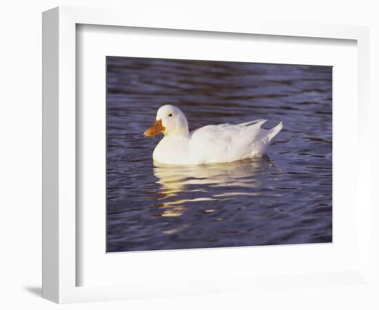 Duck-Lauree Feldman-Framed Photographic Print