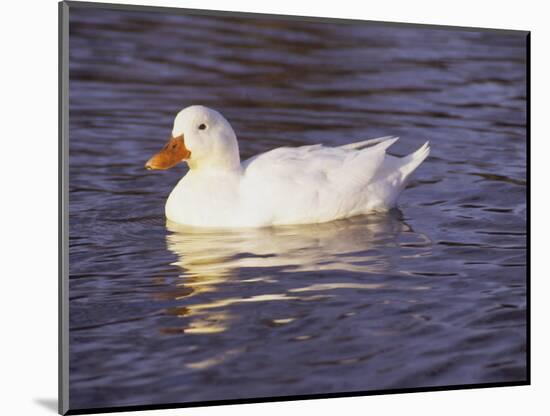 Duck-Lauree Feldman-Mounted Photographic Print