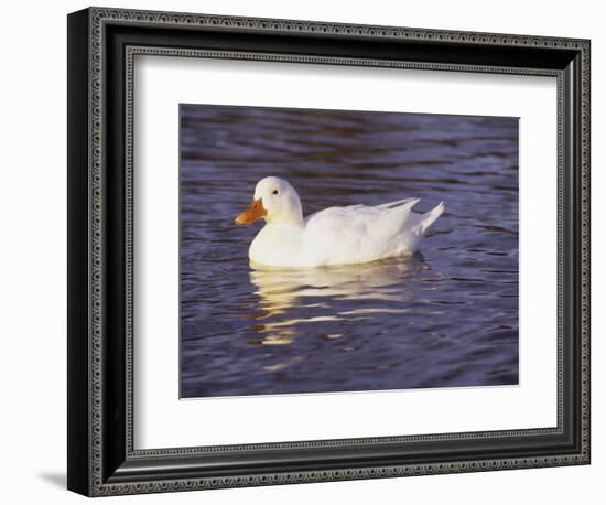 Duck-Lauree Feldman-Framed Photographic Print