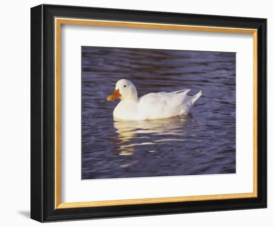 Duck-Lauree Feldman-Framed Photographic Print