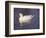 Duck-Lauree Feldman-Framed Photographic Print