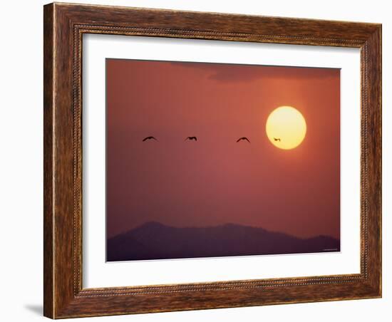 Duck-null-Framed Photographic Print