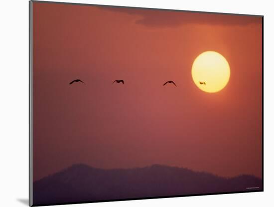 Duck-null-Mounted Photographic Print